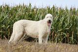 IRISH WOLFHOUND 145